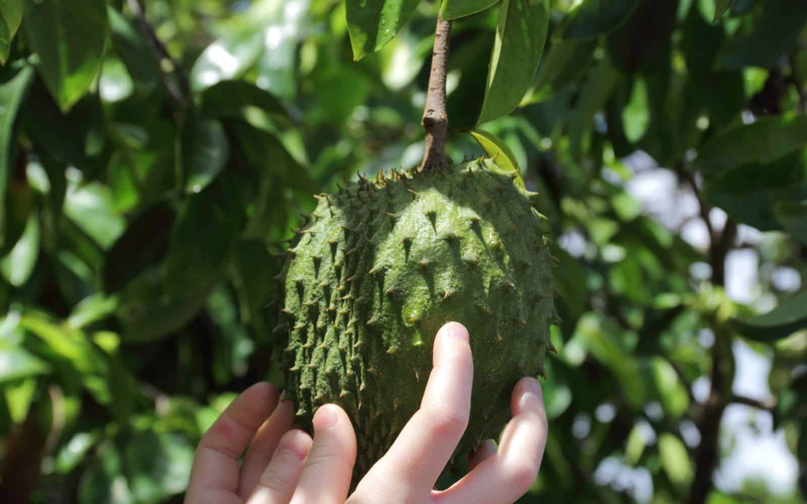 What Is Soursop Tea Good For Ultimate Guide 2024 